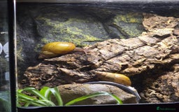 Snails invertebrates for sale: 2 Subadult giant African land snails - Image 7