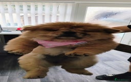Chow Chow dogs for sale: Chow chow puppies  - Image 3