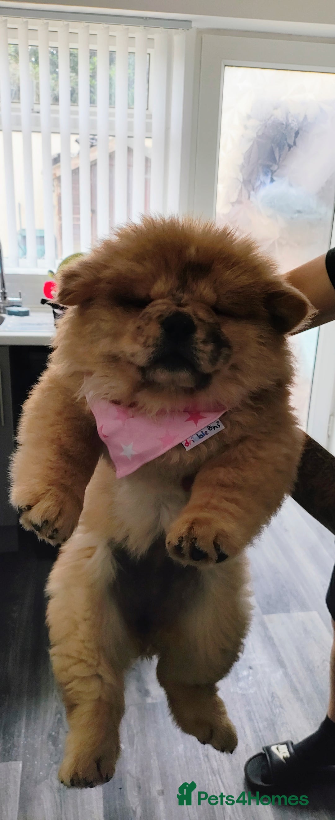 Chow Chow dogs for sale: Chow chow puppies  - Image 3