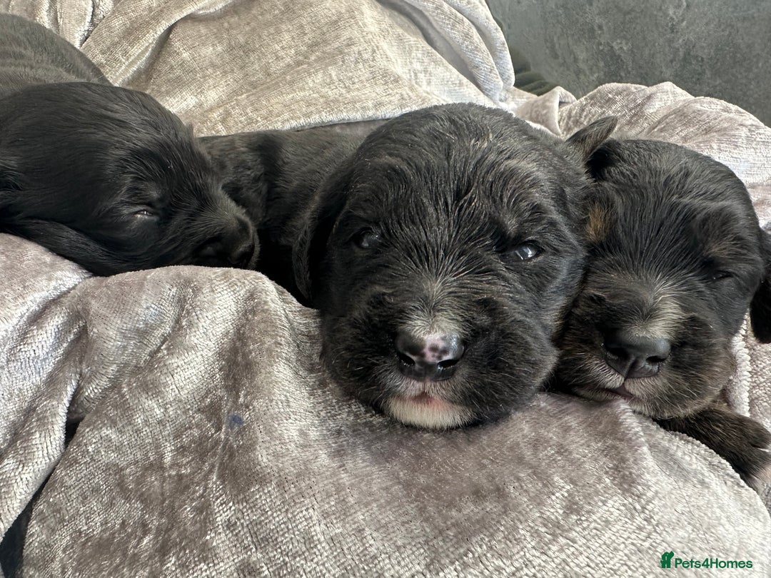 Bernese Mountain Dog dogs for sale: Wonderful litter of Golden Mountain Dogs - Advert 8