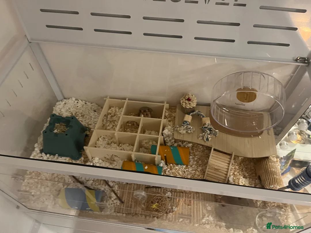 Hamster rodents for sale: Syrian Hamster - around 4 months old in Didcot - Advert 14