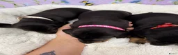 Dachshund dogs for sale: 3 adorable standard dachshund girls available  - Advert 6