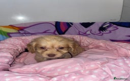 Cockapoo dogs for sale: Cockapoo puppies for sale - Image 7