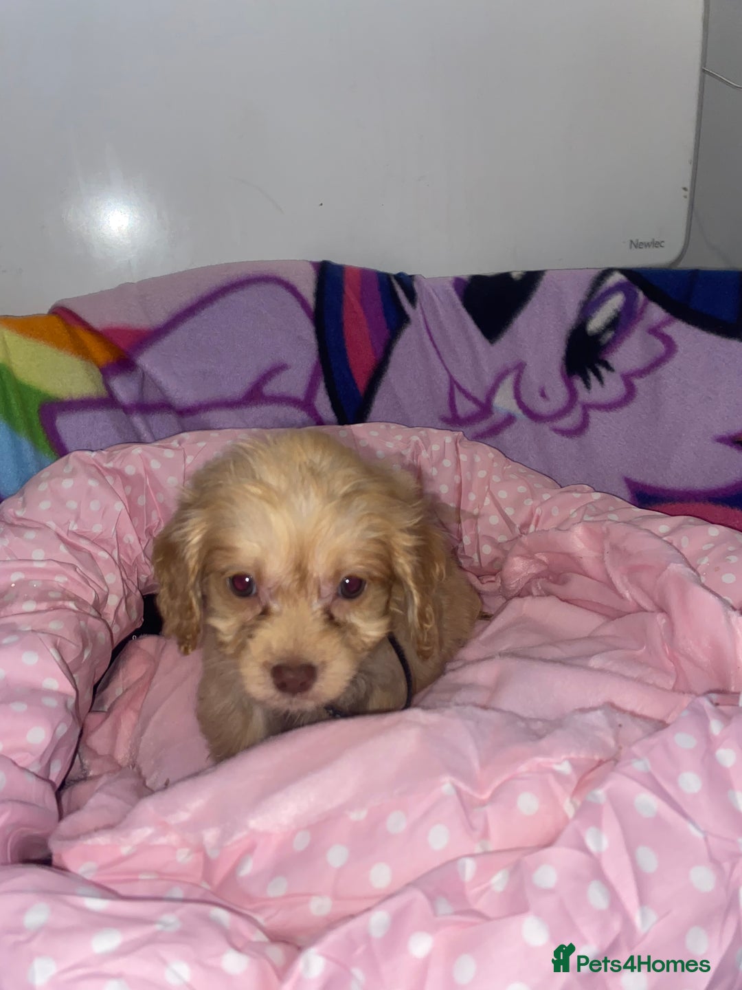 Cockapoo dogs for sale: Cockapoo puppies for sale - Image 7