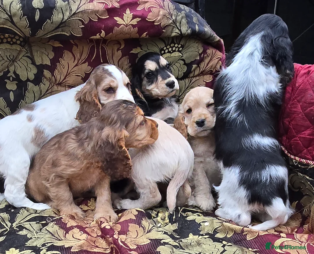 Cocker Spaniel dogs for sale: Stunning litter of cocker spaniel pups ready now. - Advert 3