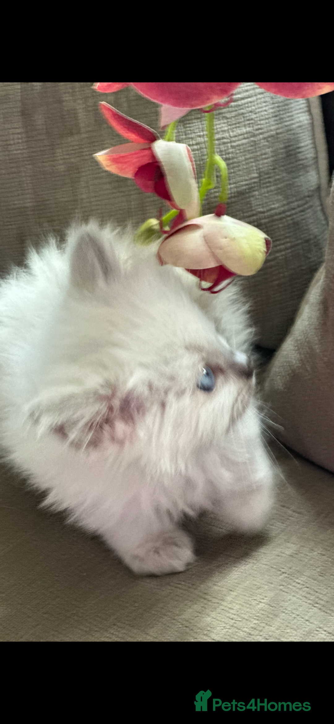 Ragdoll cats for sale: 🎀🦋 Stunning GCCF reg Kittens 🦋🎀 - Advert 12