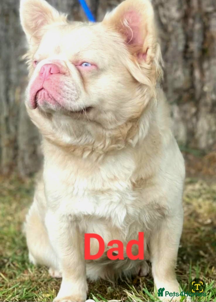 French Bulldog dogs 8 French Bulldogs - Advert 2