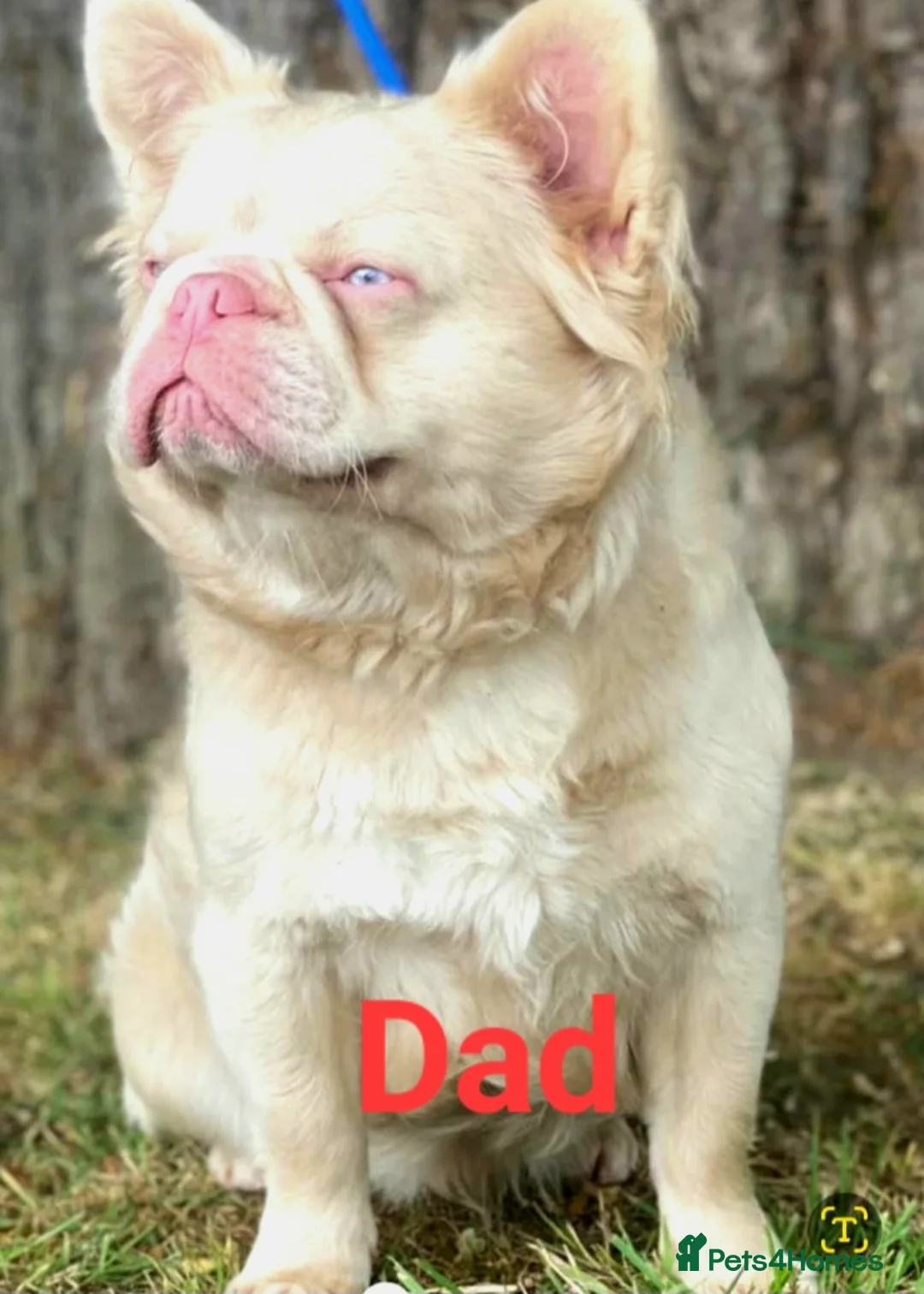 French Bulldog dogs for sale: 8 French Bulldogs in Romford - Advert 2