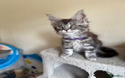 Maine Coon cats for sale: Pedigree GCCF Russian Import line Maine Coons - Image 23