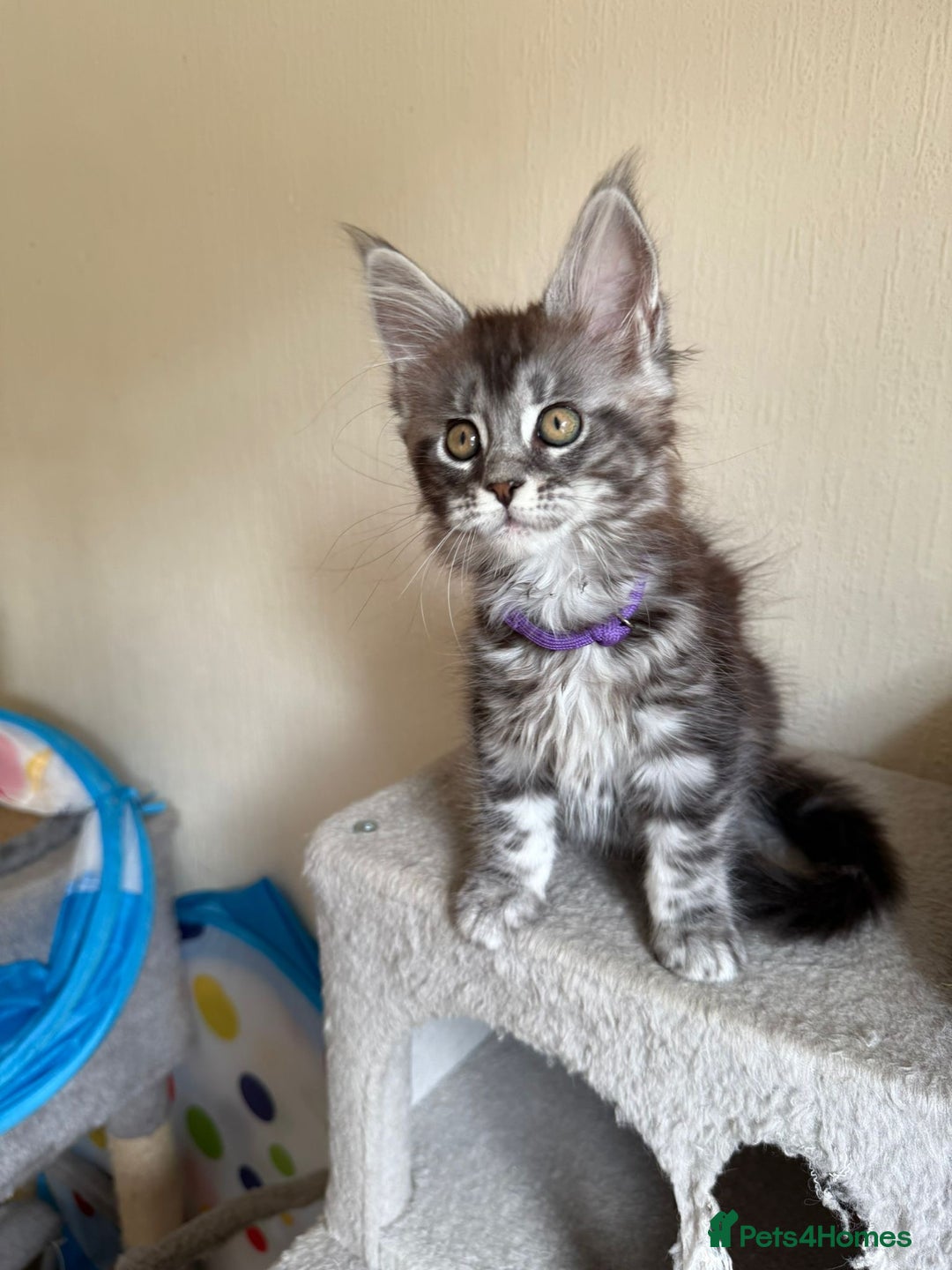 Maine Coon cats for sale: Pedigree GCCF Russian Import line Maine Coons - Image 23