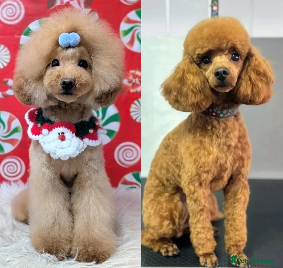 Toy Poodle dogs for sale: Gorgeous red Asian toy poodle boys - Advert 1