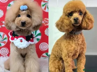 Toy Poodle dogs Gorgeous red Asian toy poodle boys - Advert 1