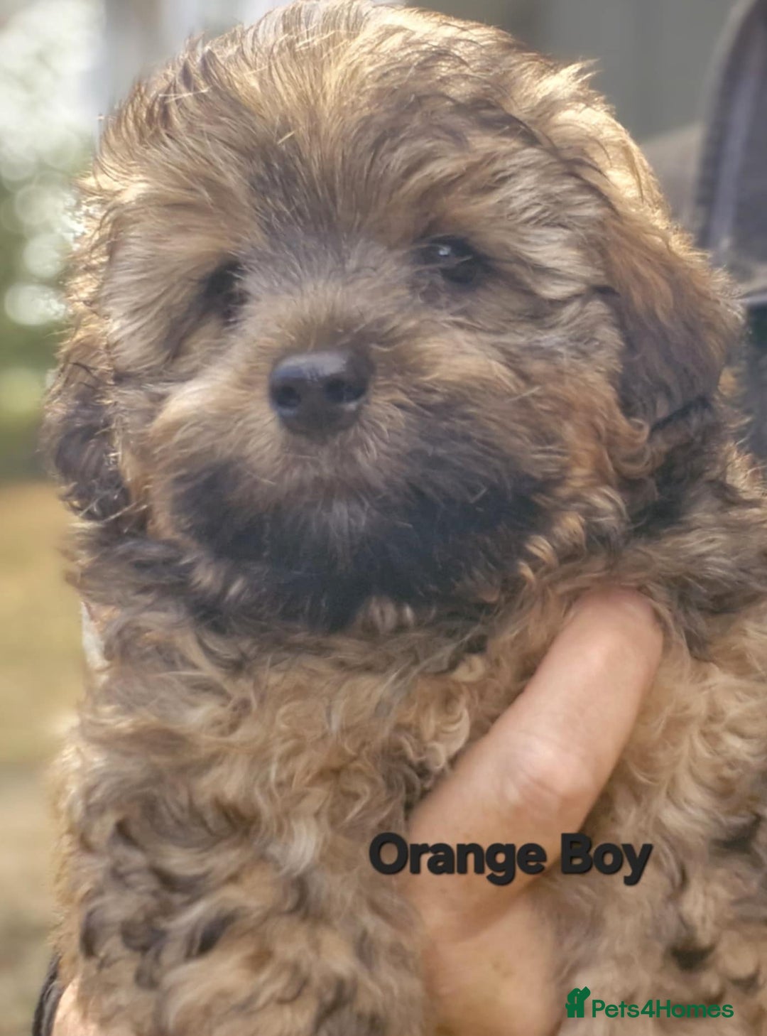 Mixed Breed dogs for sale: Yorkiepoo Puppies - Image 10