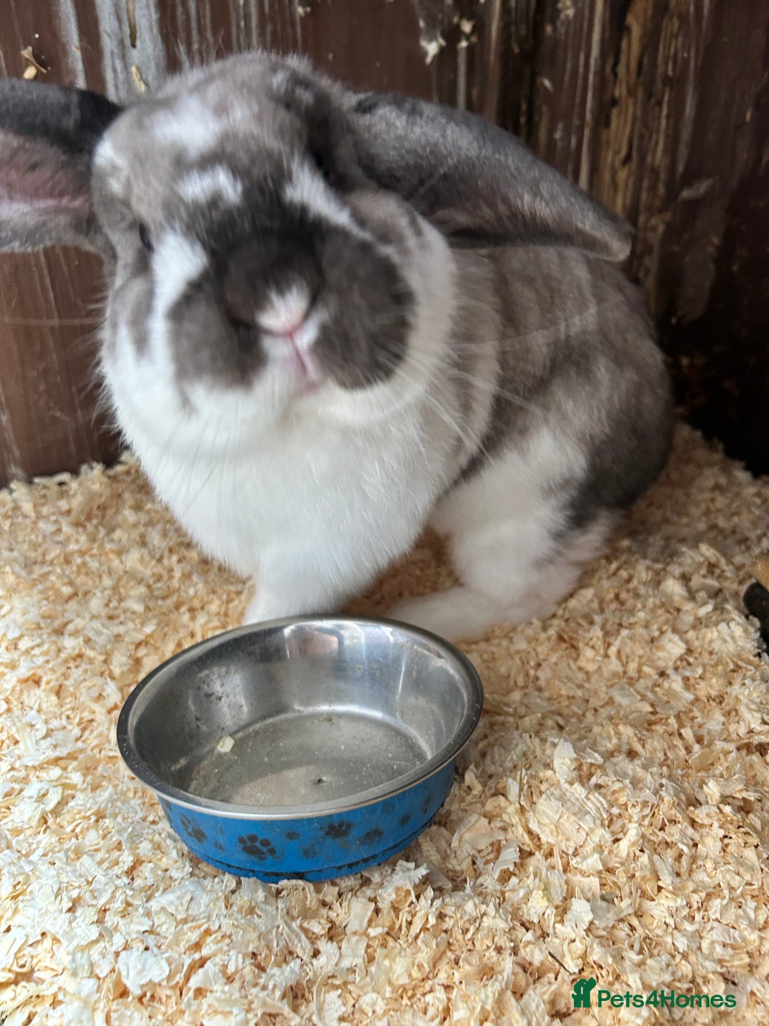 Mixed Breed rabbits for sale: Rabbits for sale  - Advert 3