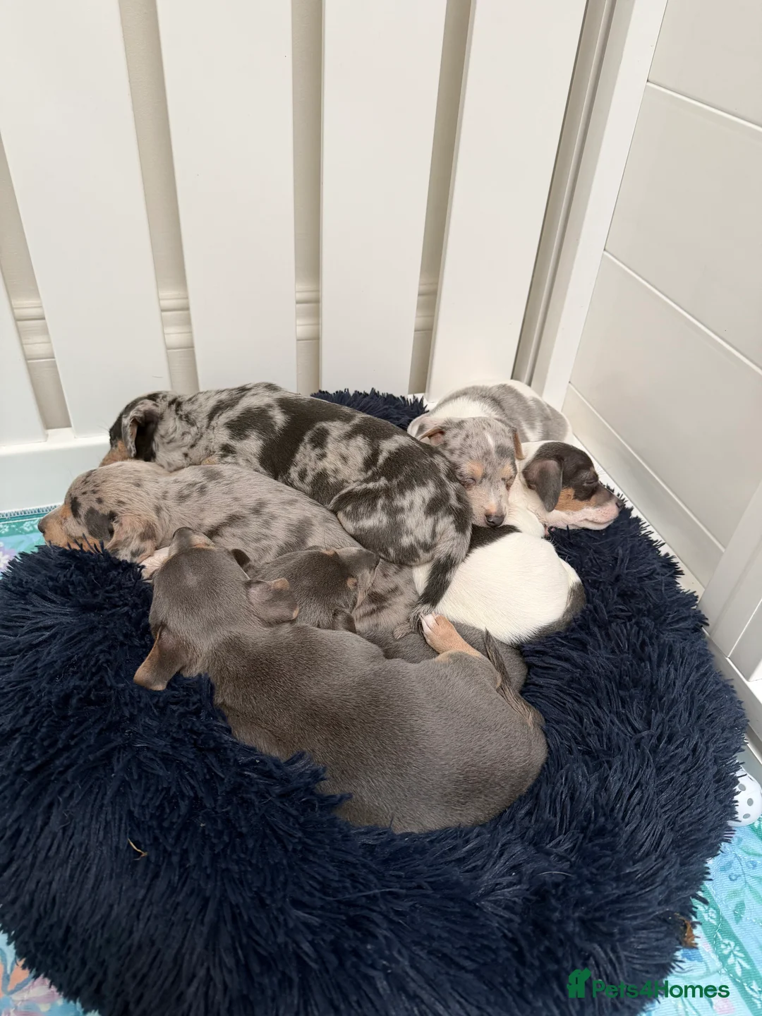 Jack Russell dogs for sale: Perfect Blue and Blue Merle Jack Russell Puppies - Advert 36
