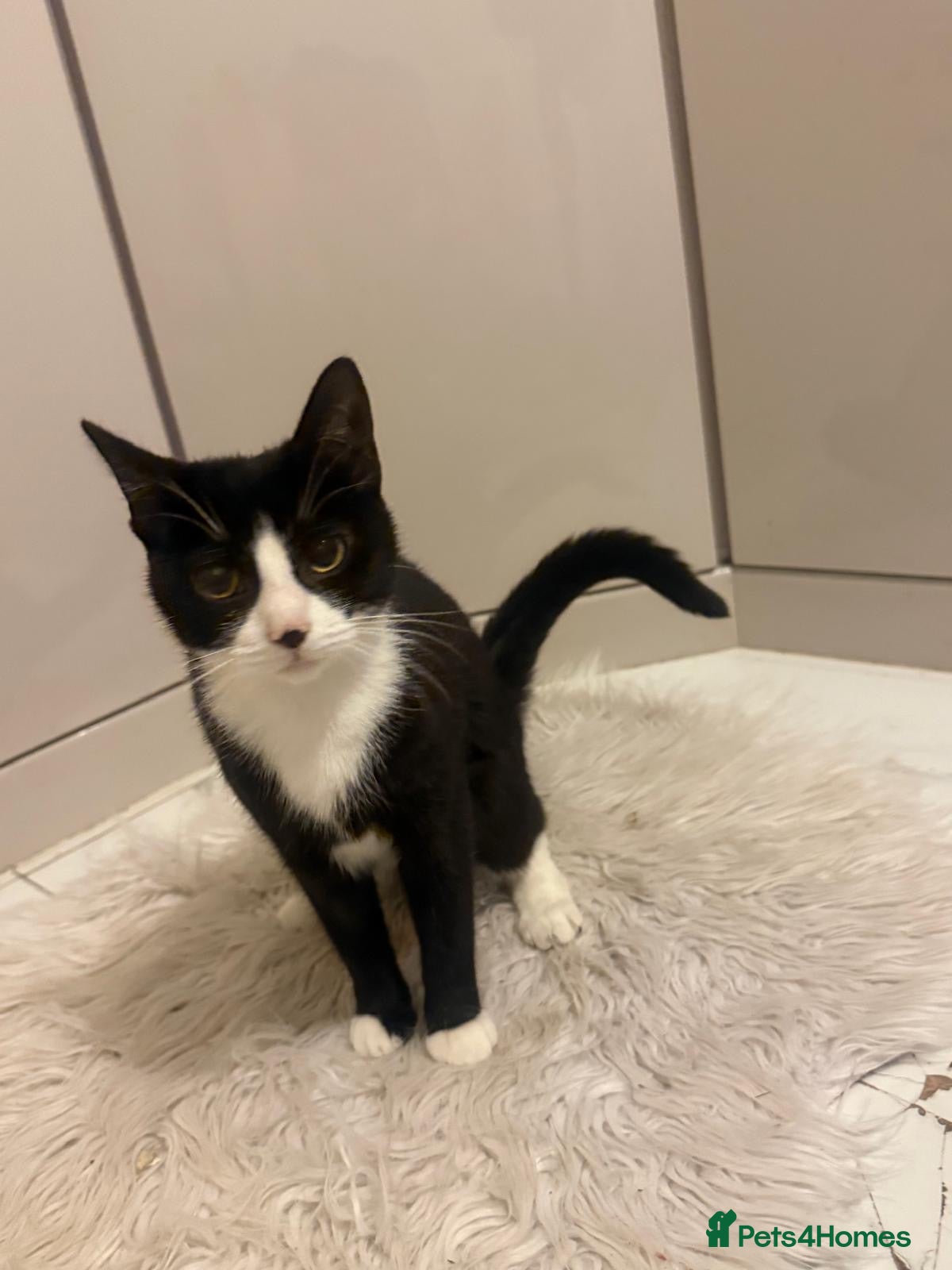 Mixed Breed cats Sweet Tuxedo girl  - Advert 7