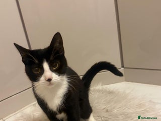 Mixed Breed cats Sweet Tuxedo girl - Advert 1