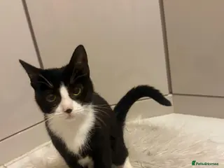 Mixed Breed cats Sweet Tuxedo girl - Advert 4
