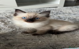 Ragdoll cats for sale: STUNNING FULLY HEALTH TESTED RAGDOLL KITTENS - Image 1