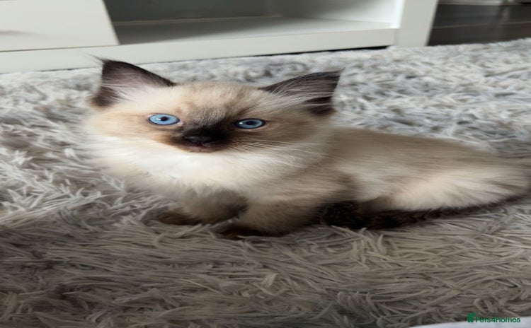 Ragdoll cats - Advert 5