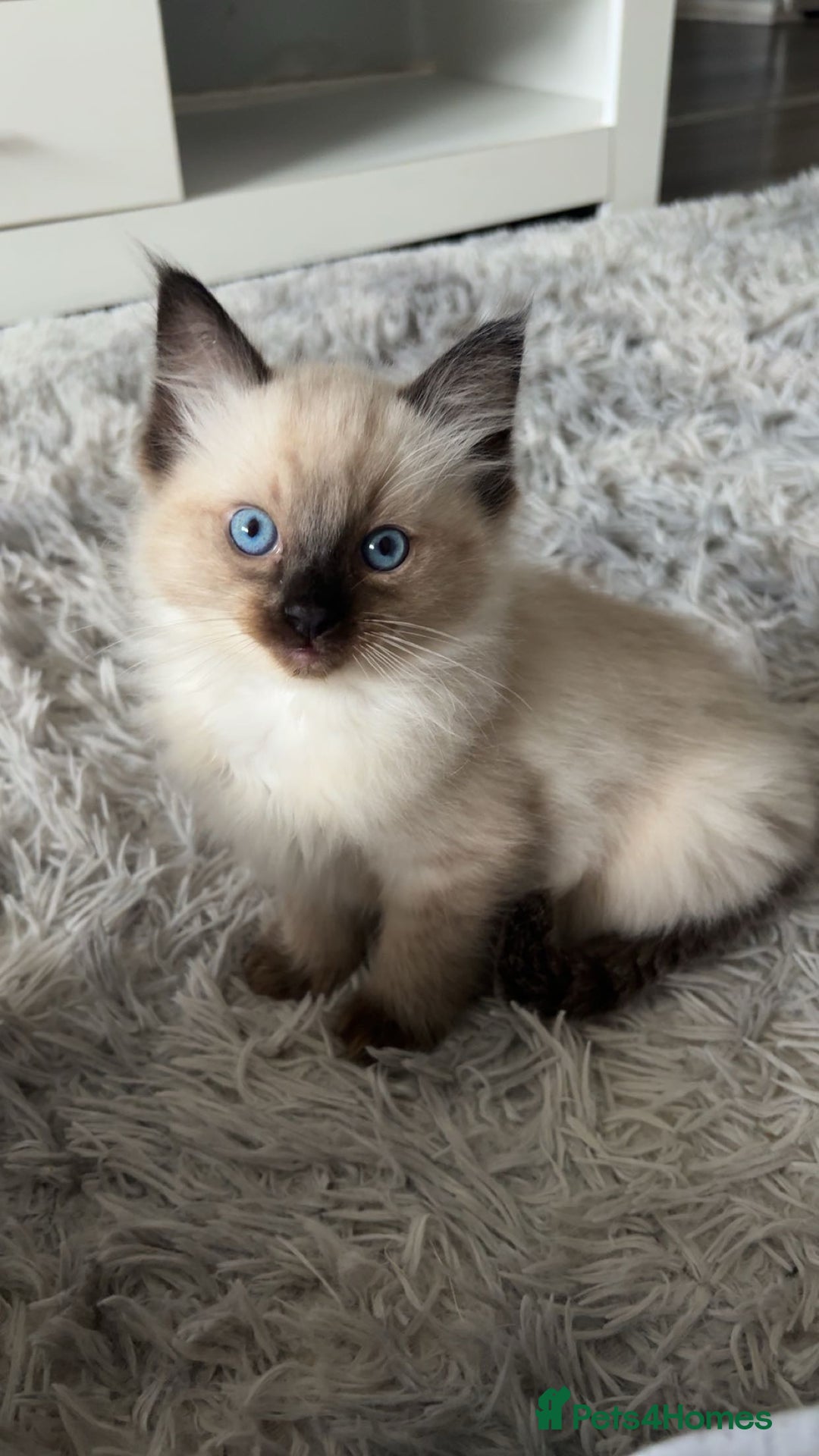 Ragdoll cats for sale: STUNNING FULLY HEALTH TESTED RAGDOLL KITTENS - Image 1