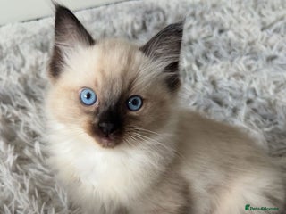 Ragdoll cats - Advert 36