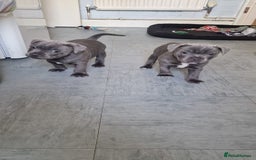 Staffordshire Bull Terrier dogs for sale: KC blue Staffordshire bull terriers - Image 5