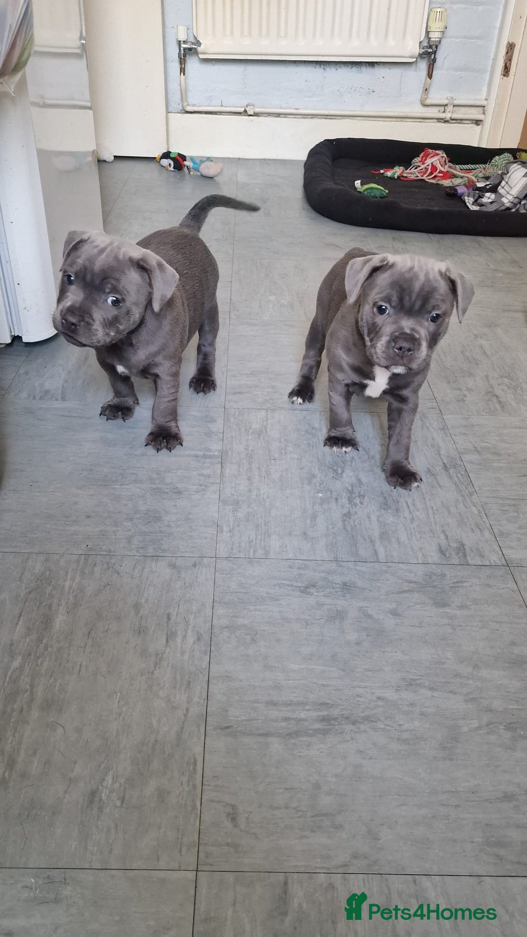 Staffordshire Bull Terrier dogs for sale: KC blue Staffordshire bull terriers - Image 5