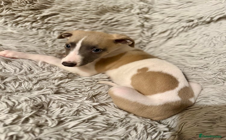 Whippet dogs - Advert 5