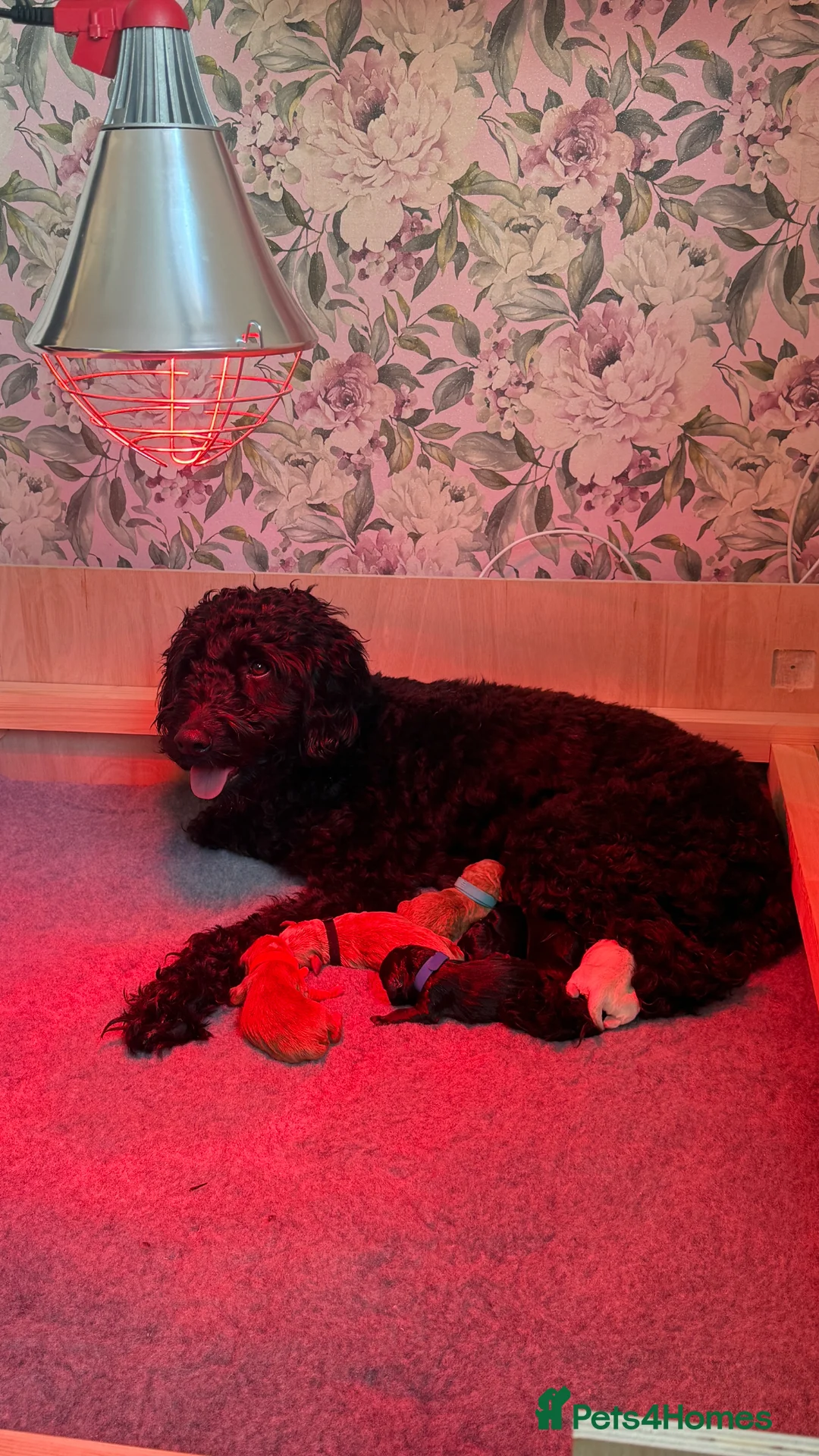 Australian Labradoodle dogs for sale: 7 MULTIGEN Australian Labradoodles Pups 🐶🧸  - Advert 2
