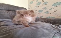 Pomeranian dogs for sale: Kc registered teddy bear pomeranians - Image 4