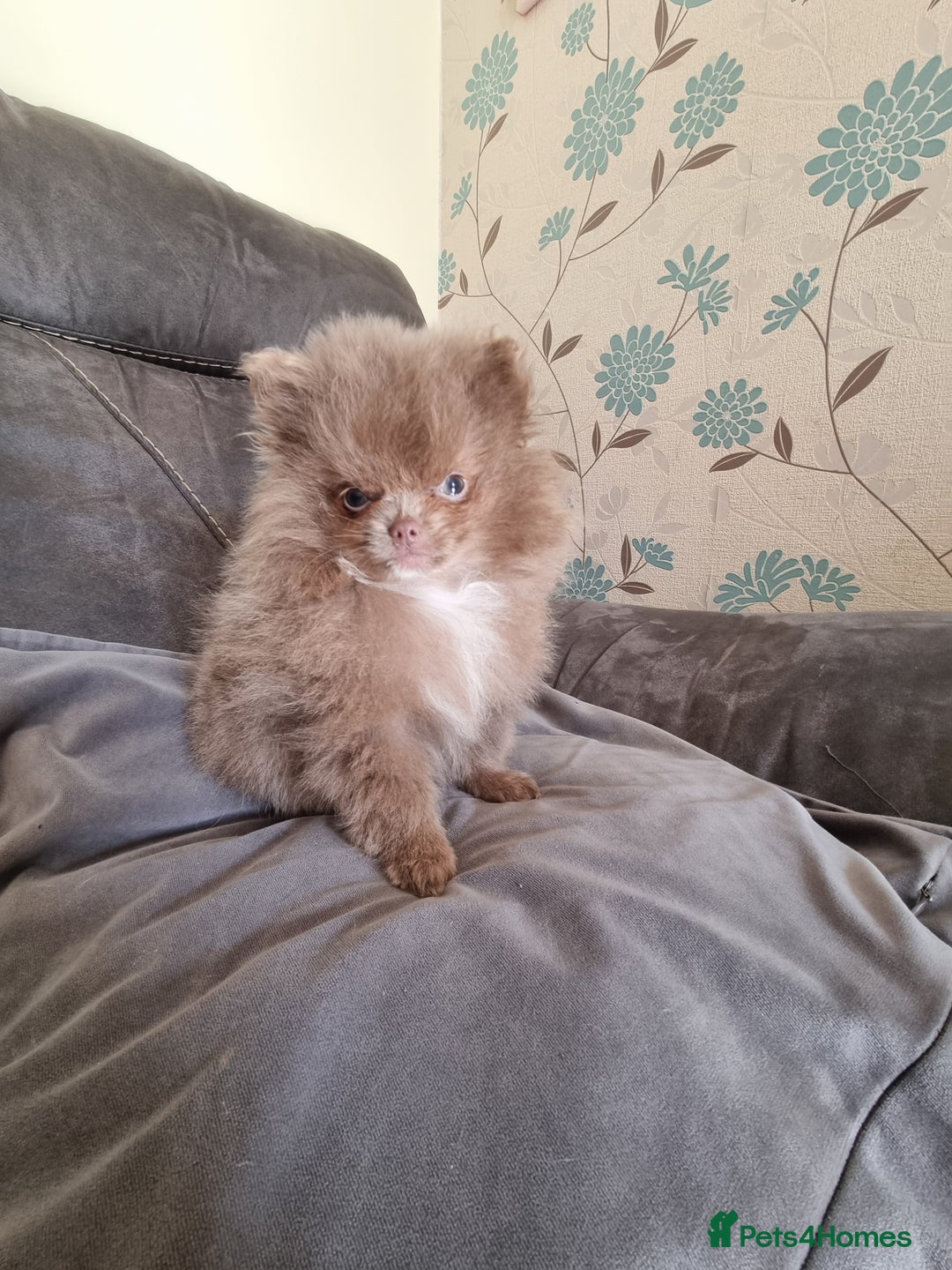 Pomeranian dogs for sale: Kc registered teddy bear pomeranians - Image 4