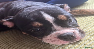 Olde English Bulldogge dogs - Advert 8