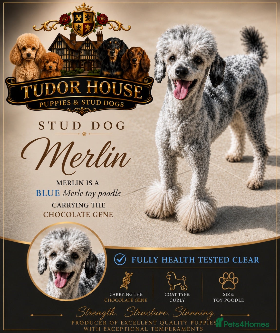 Toy Poodle dogs Blue & Tan Merle carrying Chocolate (Toy poodle) - Advert 1