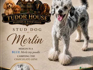 Toy Poodle dogs Blue & Tan Merle carrying Chocolate (Toy poodle) - Advert 1