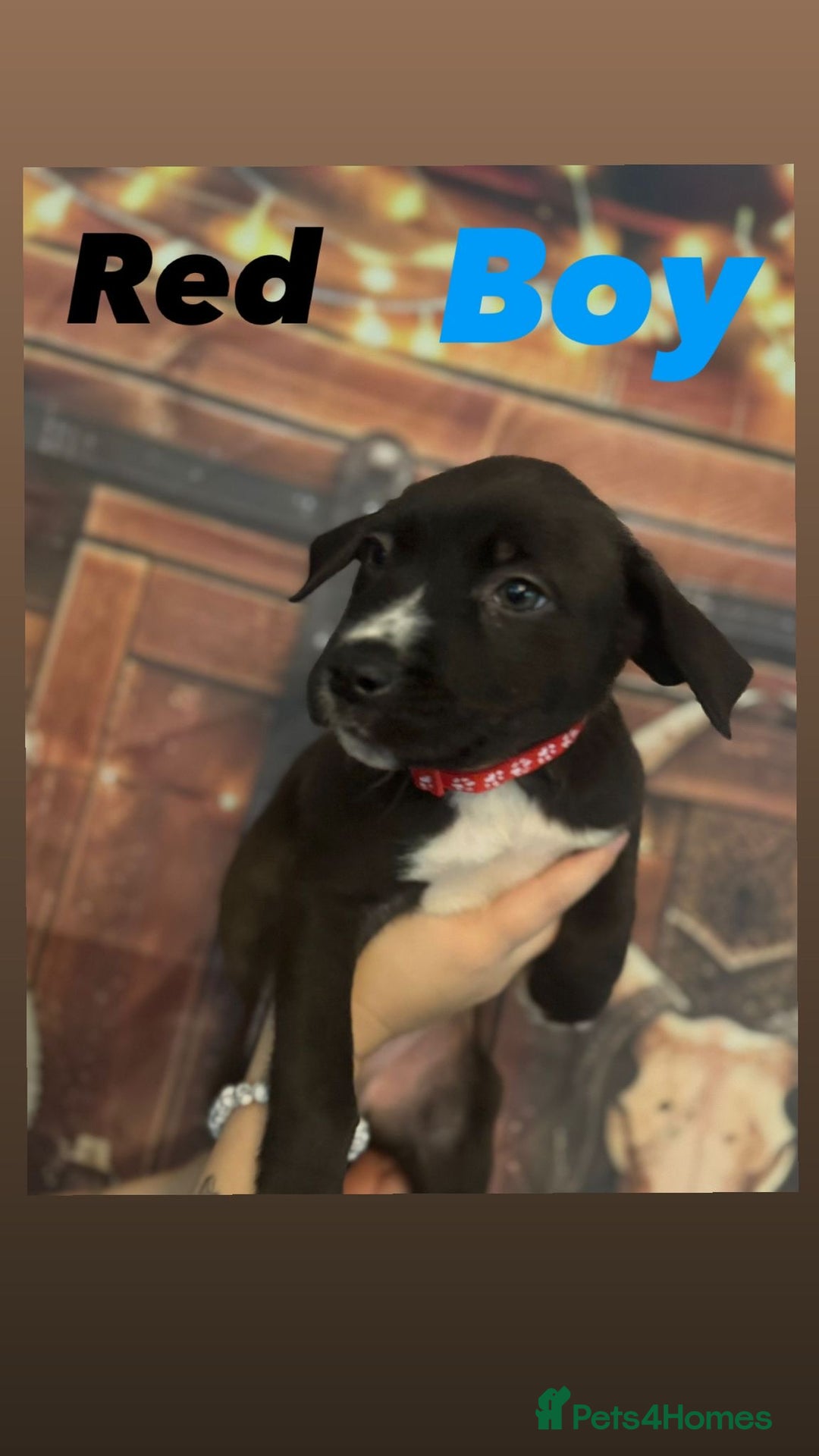 Mixed Breed dogs for sale: Mastiff collies  - Image 10