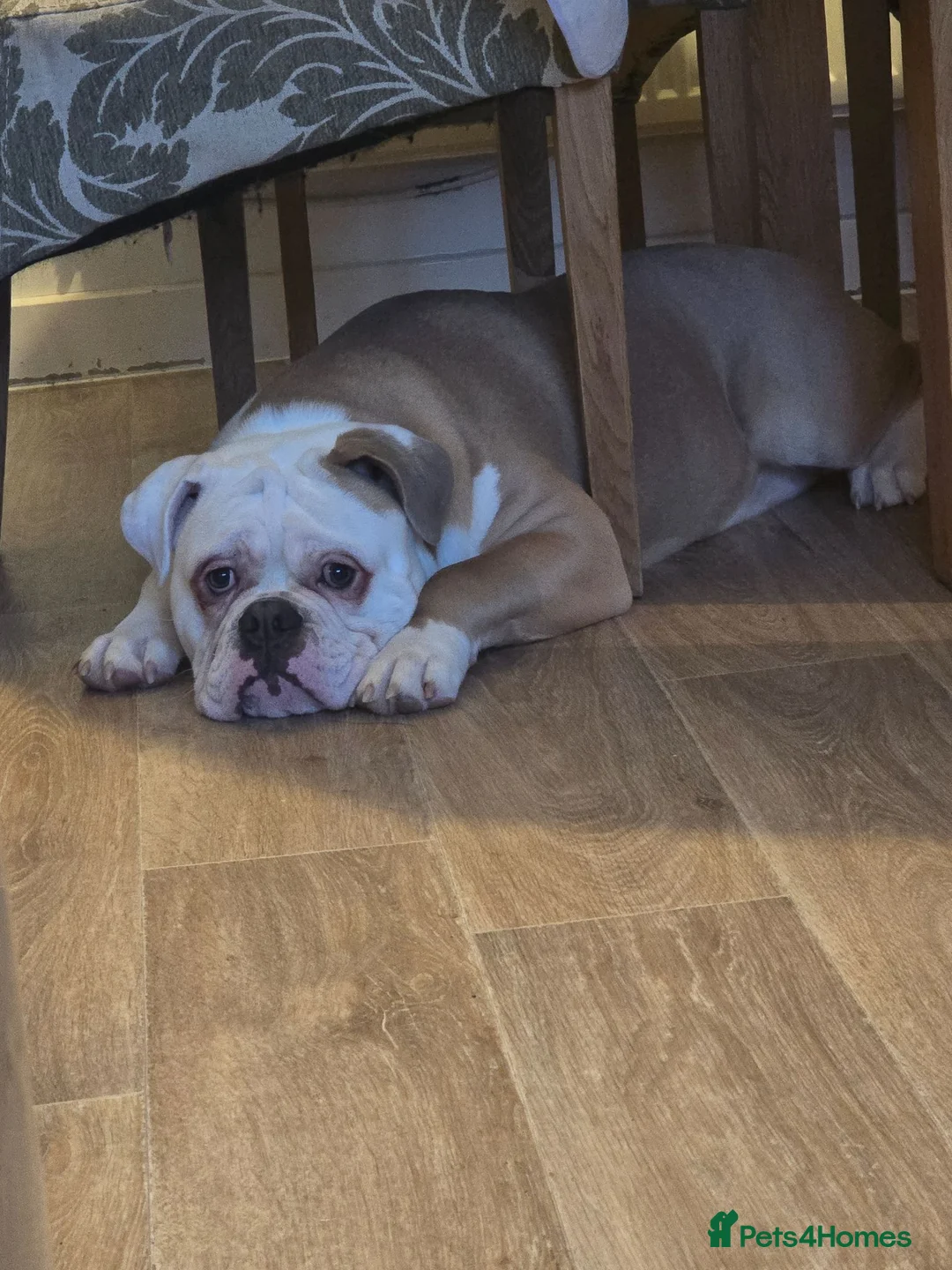 Olde English Bulldogge dogs for stud: Our Old English Bulldogge for Stud - Advert 6