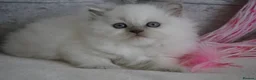 Scottish Fold cats for sale: 👑Beautiful Scottish Straight👑 - Advert 4