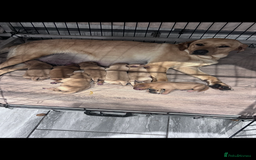 Labrador Retriever dogs for sale: Kc fox red Labradors - Image 7