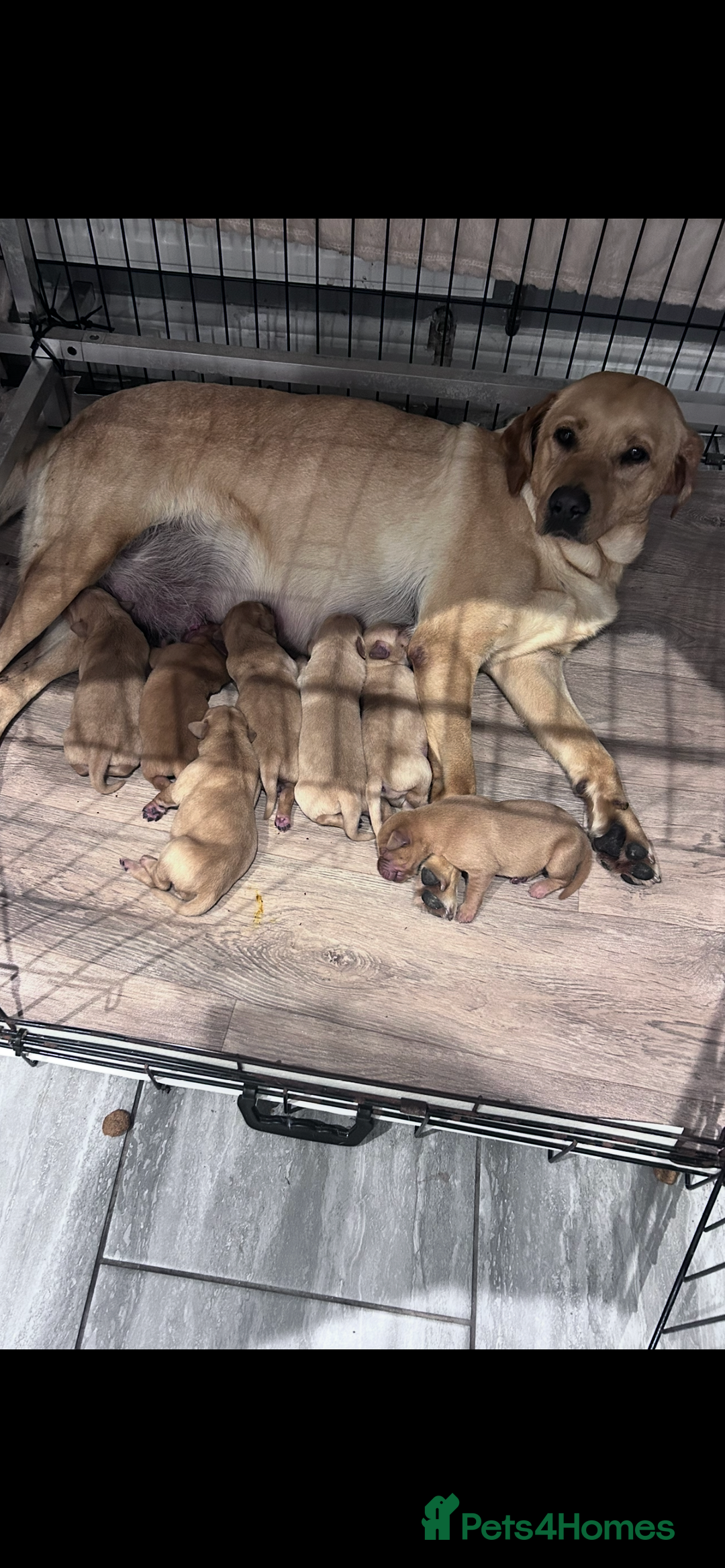 Labrador Retriever dogs for sale: Kc fox red Labradors - Image 7
