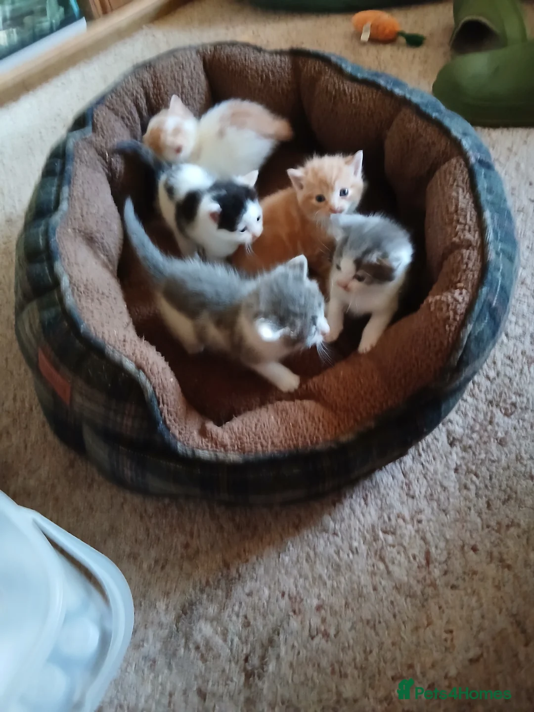 Domestic Shorthair cats for sale: 5 Wee ones - Advert 2