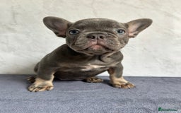 French Bulldog dogs for sale: *REDUCED* Fluffy Carrier French Bulldog - Image 12