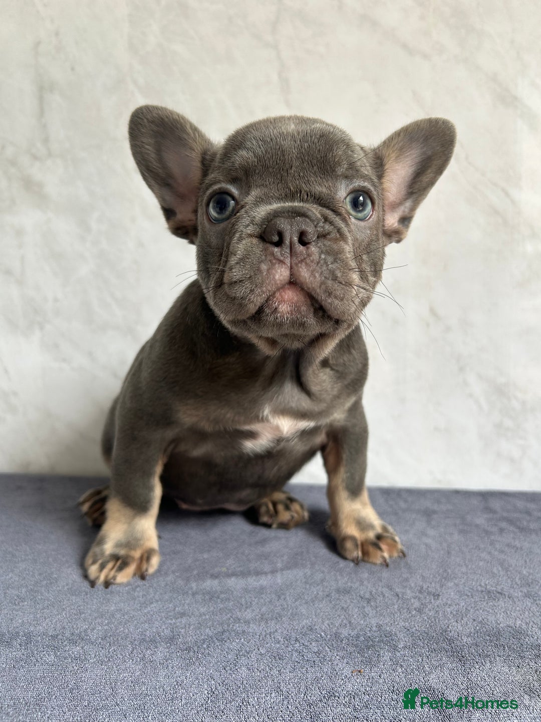 French Bulldog dogs for sale: *REDUCED* Fluffy Carrier French Bulldog - Image 12