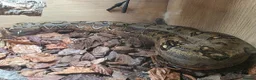 Snake reptiles for sale: Royal Pythons, Boa, Olive python Hoggies, Tortoise in Andover - Advert 22