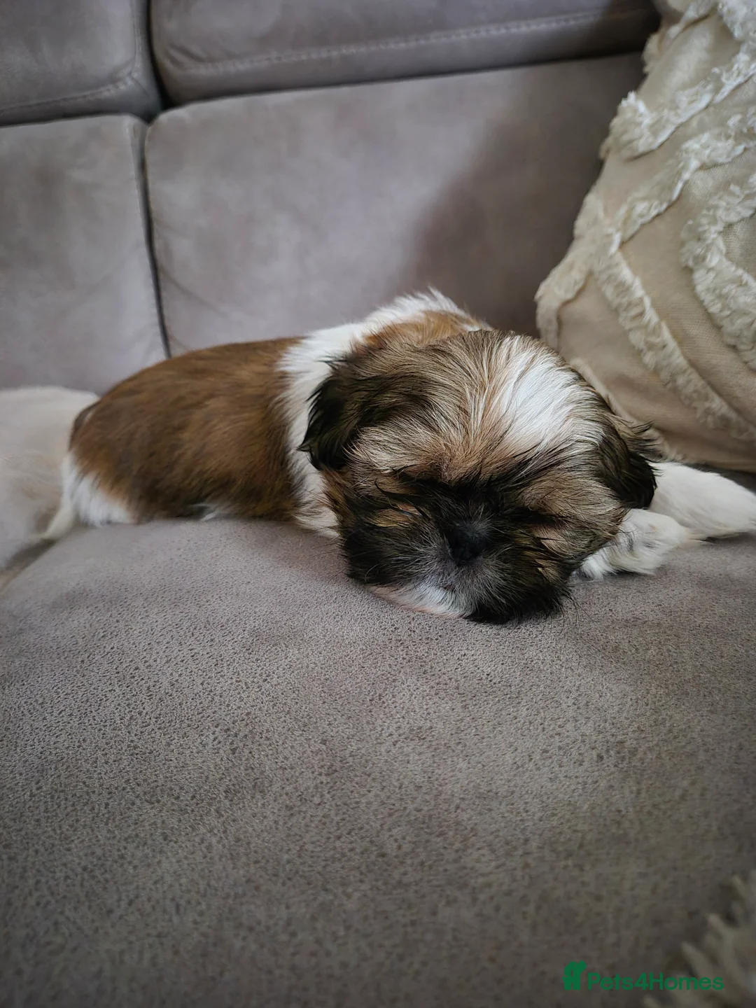 Shih Tzu dogs for sale: KC Registered Shih Tzu Puppies - Home Raised - Advert 23