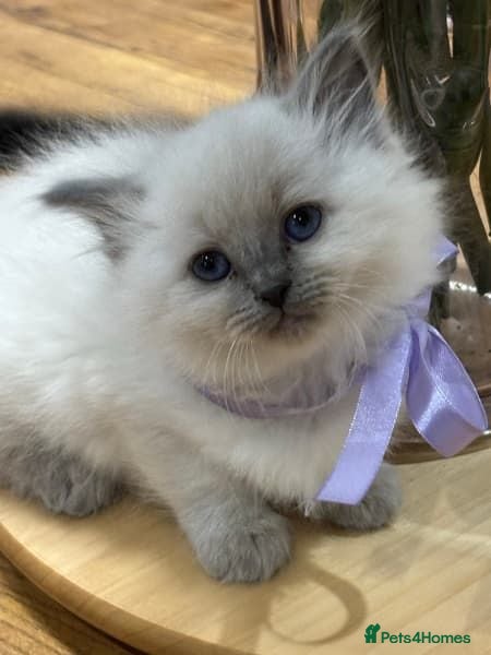 Ragdoll cats Beautiful Ragdoll Kittens for sale  - Advert 1