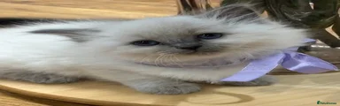 Ragdoll 1