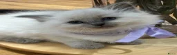 Ragdoll cats for sale: Beautiful Ragdoll Kittens for sale  in Leeds - Advert 1