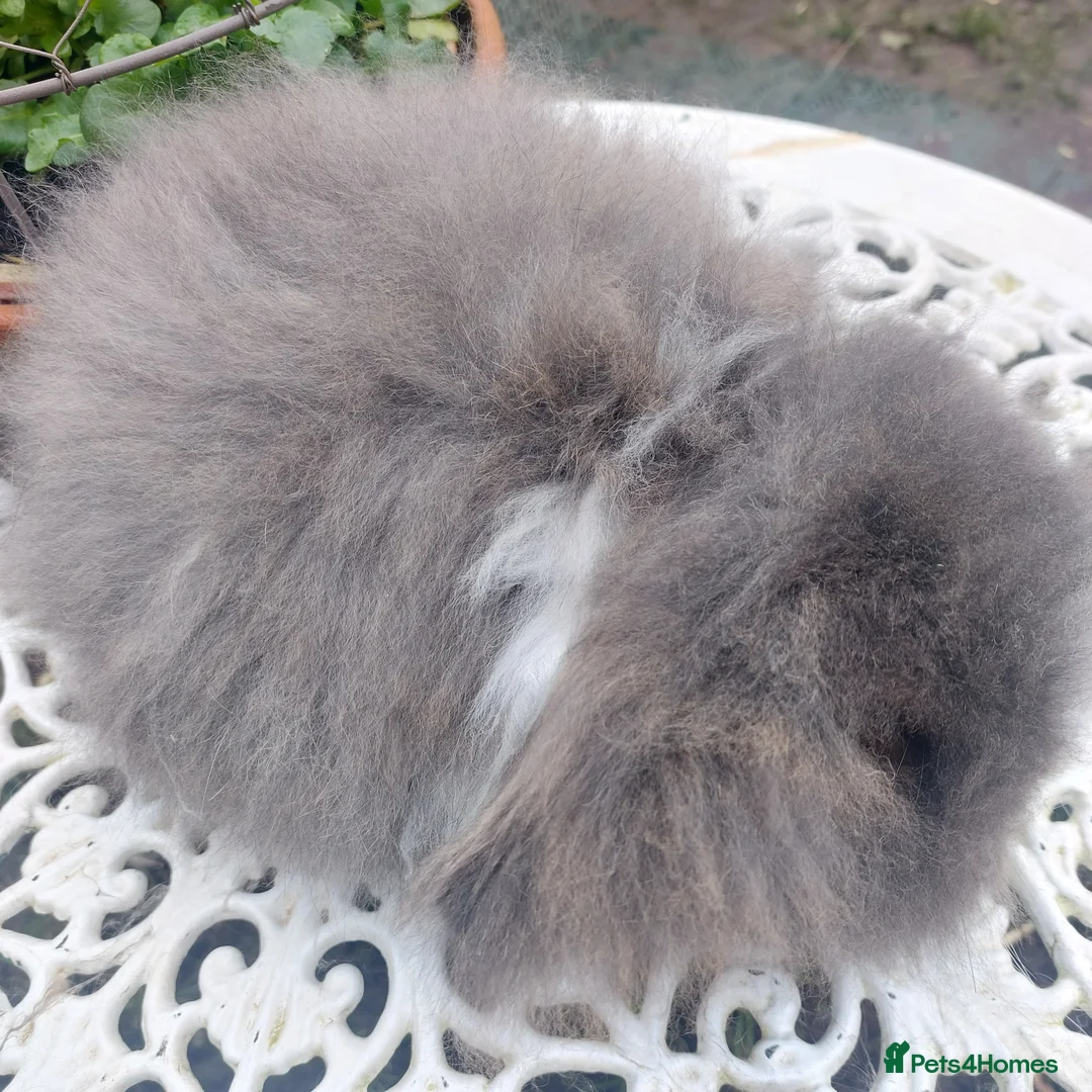 Angora rabbits for sale: STUNNING TEDDYWIDDER BUCK - Advert 8