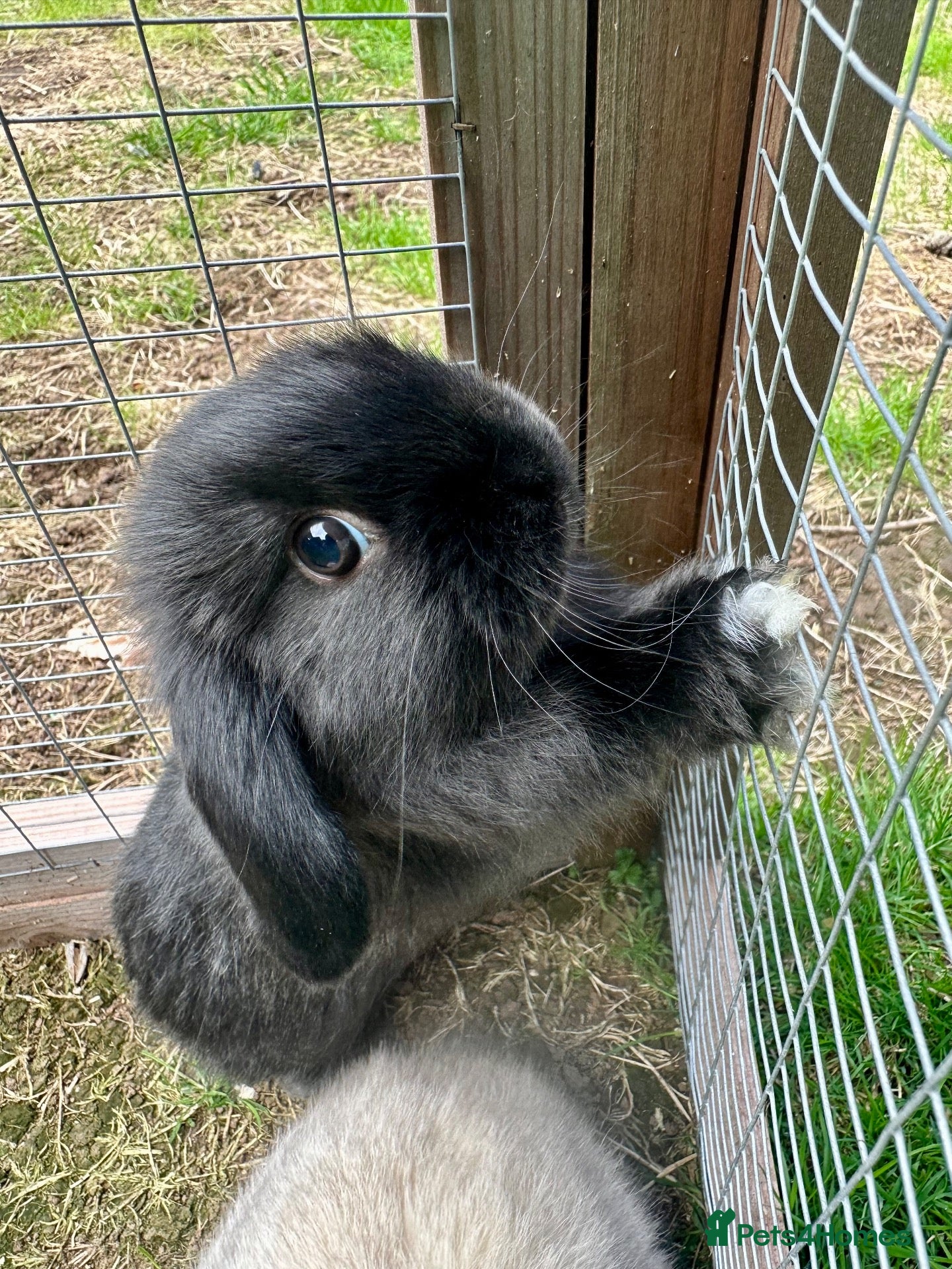 Mini Lop rabbits 5 week old Mini Lops - Advert 1
